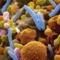 Органы бактерий. Бактериальная клетка