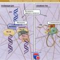 Cell nucleus: functions and structure