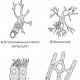 Glial hücreler ve fonksiyonları