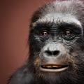Porovnanie človeka a šimpanza