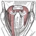 Basic acoustic features of speech sounds