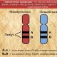 Interaction of non-allelic genes: complementary action, epistasis What is complementary gene interaction