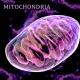 Mitochondriálna DNA matky